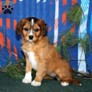 Beauty, Cavalier King Charles Mix Puppy