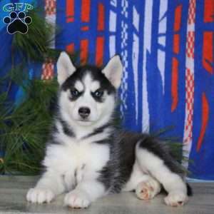 Beauty, Siberian Husky Puppy