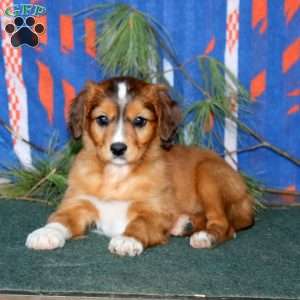 Beauty, Cavalier King Charles Mix Puppy