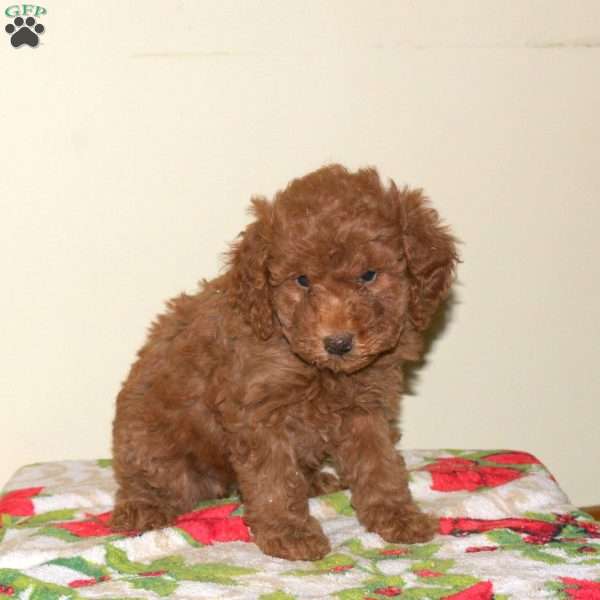 Becca, Miniature Poodle Puppy