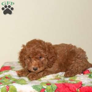 Becca, Miniature Poodle Puppy