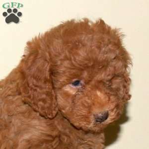 Becca, Miniature Poodle Puppy