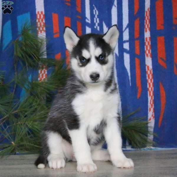 Becky, Siberian Husky Puppy