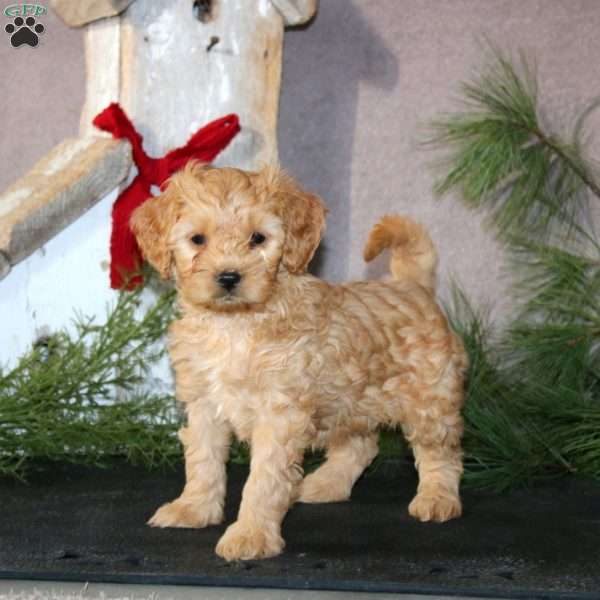Becky, Cavapoo Puppy