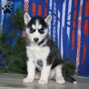 Becky, Siberian Husky Puppy