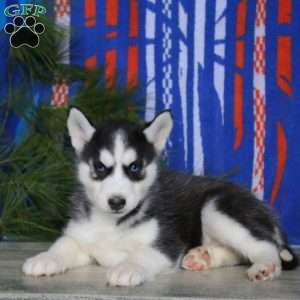 Becky, Siberian Husky Puppy
