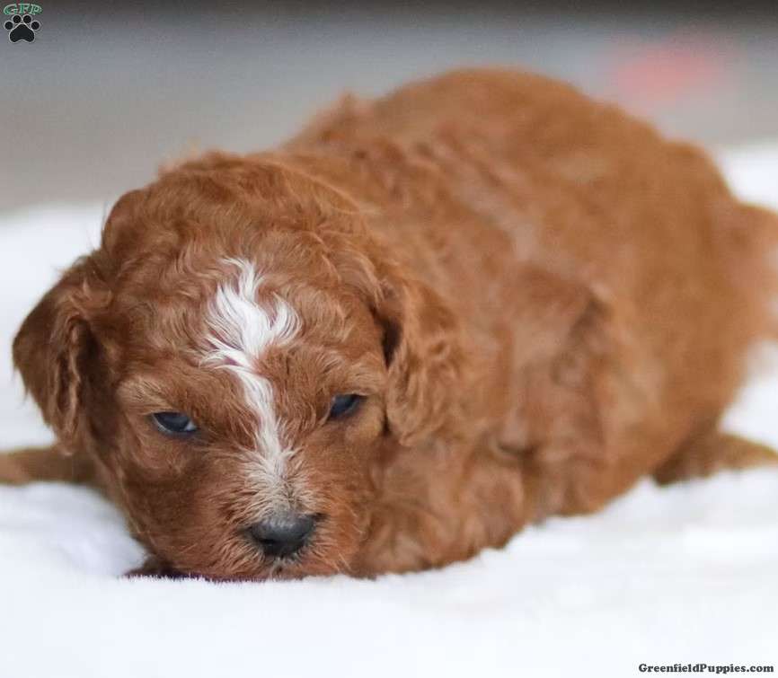 Bella - Cavapoo Puppy For Sale in Pennsylvania