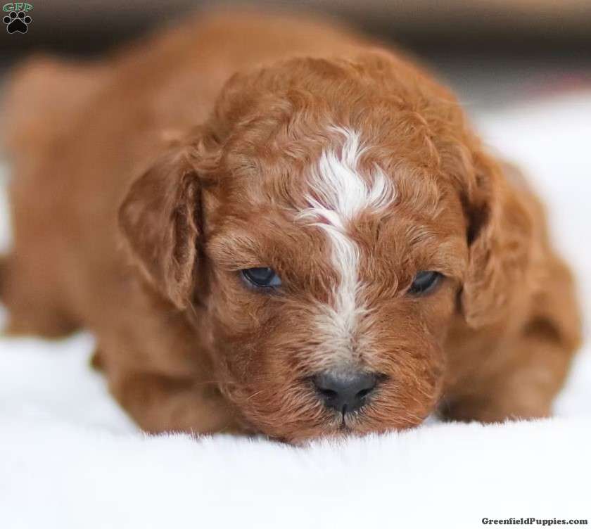 Bella - Cavapoo Puppy For Sale in Pennsylvania