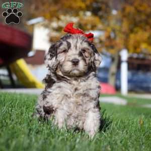 Bella, Newfypoo Puppy