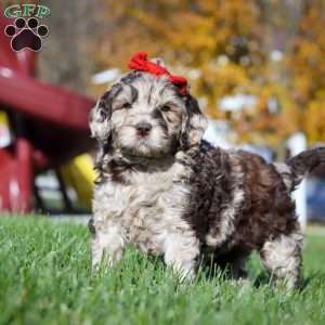 Bella, Newfypoo Puppy