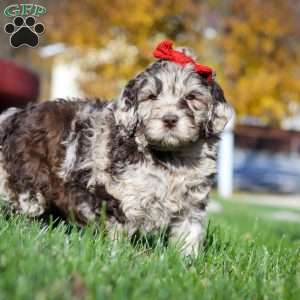 Bella, Newfypoo Puppy