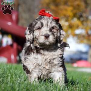 Bella, Newfypoo Puppy