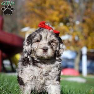 Bella, Newfypoo Puppy