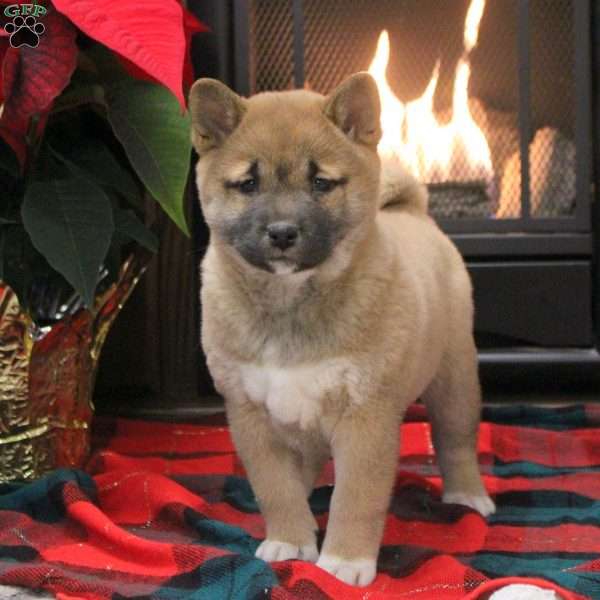 Bella, Shiba Inu Puppy