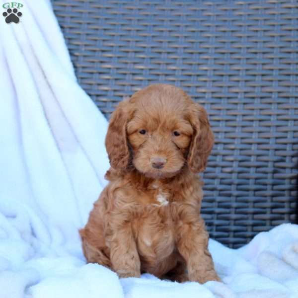 Bella, Cockapoo Puppy