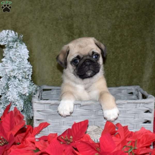 Bella, Pug Puppy