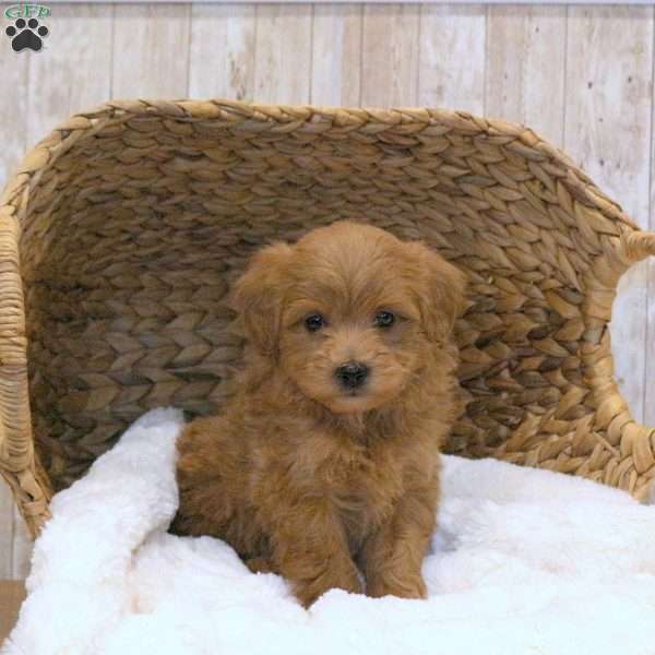 Bella-F1BB, Mini Goldendoodle Puppy