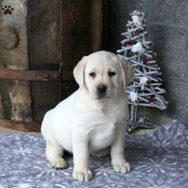 Bella, Yellow Labrador Retriever Puppy