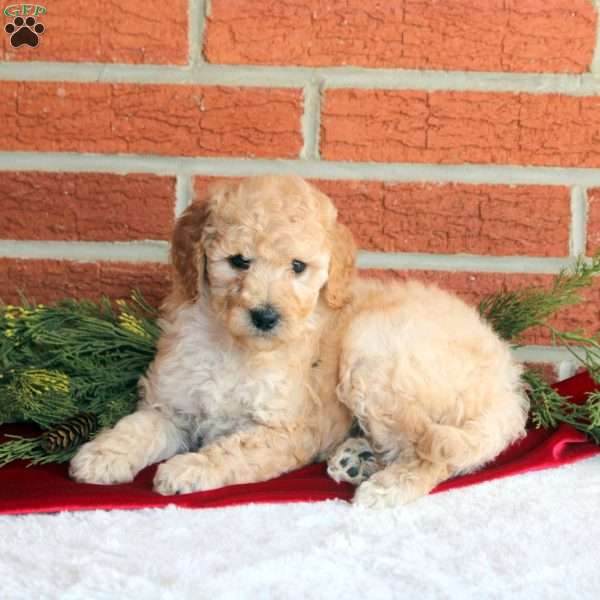 Bella, Mini Goldendoodle Puppy