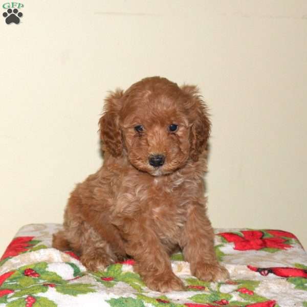 Bella, Miniature Poodle Puppy