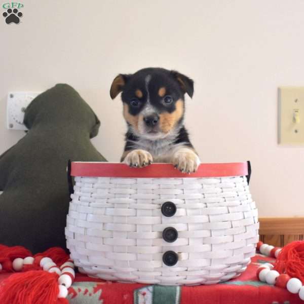 Bella, Welsh Corgi Mix Puppy