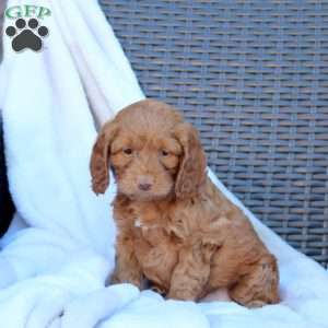 Bella, Cockapoo Puppy