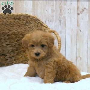 Bella-F1BB, Mini Goldendoodle Puppy