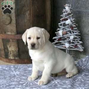 Bella, Yellow Labrador Retriever Puppy