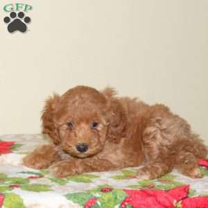 Bella, Miniature Poodle Puppy