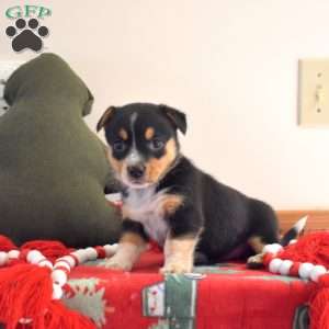 Bella, Welsh Corgi Mix Puppy