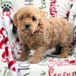 Bella, Cavapoo Puppy