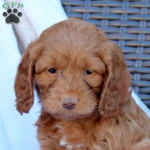 Bella, Cockapoo Puppy