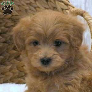 Bella-F1BB, Mini Goldendoodle Puppy