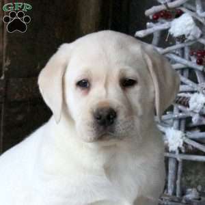 Bella, Yellow Labrador Retriever Puppy