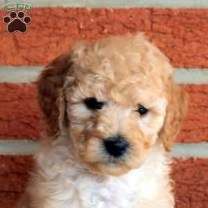 Bella, Mini Goldendoodle Puppy