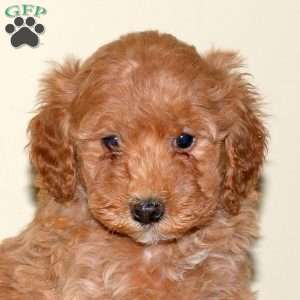 Bella, Miniature Poodle Puppy