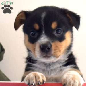 Bella, Welsh Corgi Mix Puppy