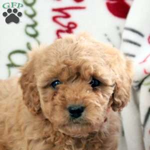 Bella, Cavapoo Puppy
