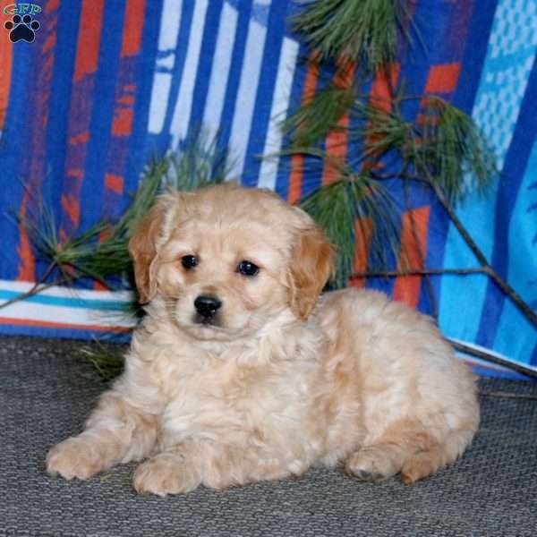 Bella, Miniature Golden Retriever Puppy