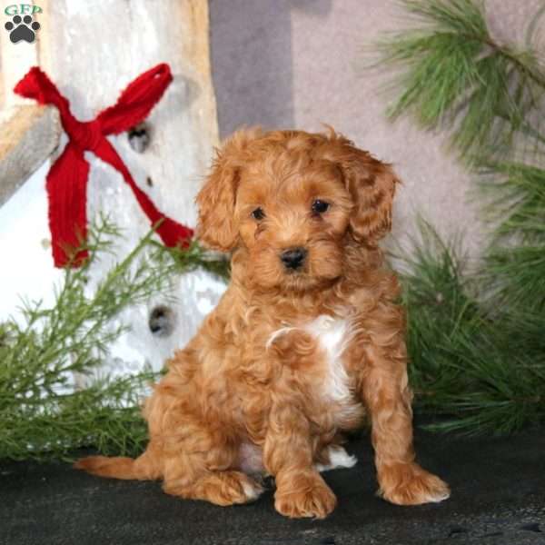 Bella, Cavapoo Puppy