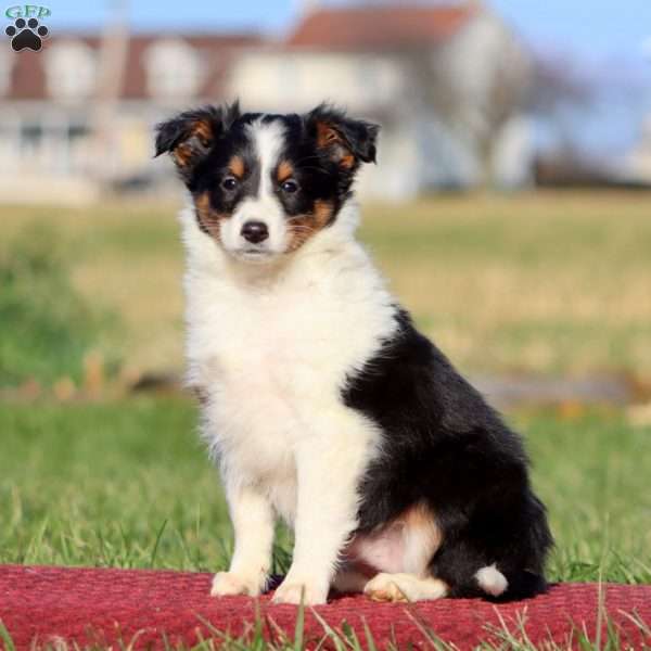 Bella, Sheltie Puppy