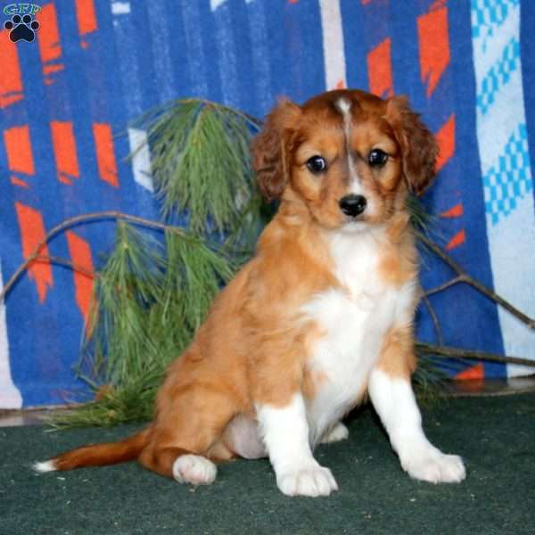 Bella, Cavalier King Charles Mix Puppy