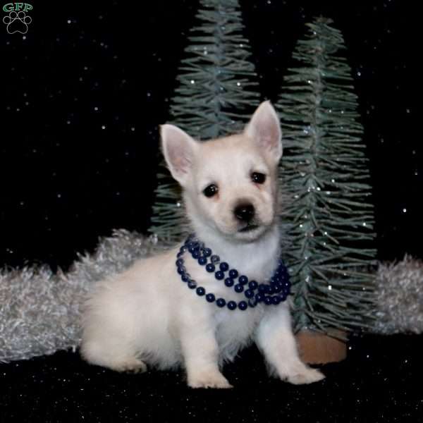 Bella, West Highland Terrier Puppy