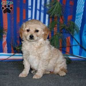 Bella, Miniature Golden Retriever Puppy
