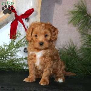 Bella, Cavapoo Puppy