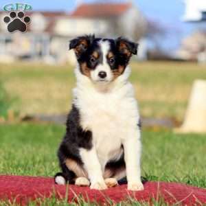 Bella, Sheltie Puppy