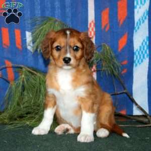 Bella, Cavalier King Charles Mix Puppy