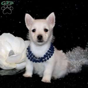 Bella, West Highland Terrier Puppy