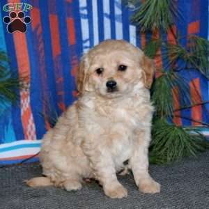 Bella, Miniature Golden Retriever Puppy