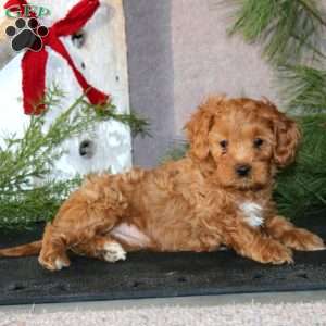 Bella, Cavapoo Puppy